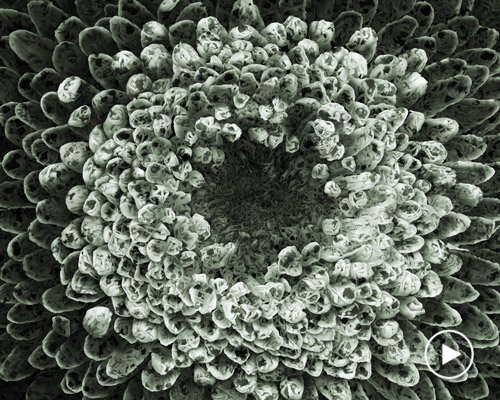 angelo musco creates heavenly flowers of nude human bodies for the mythic aaru garden