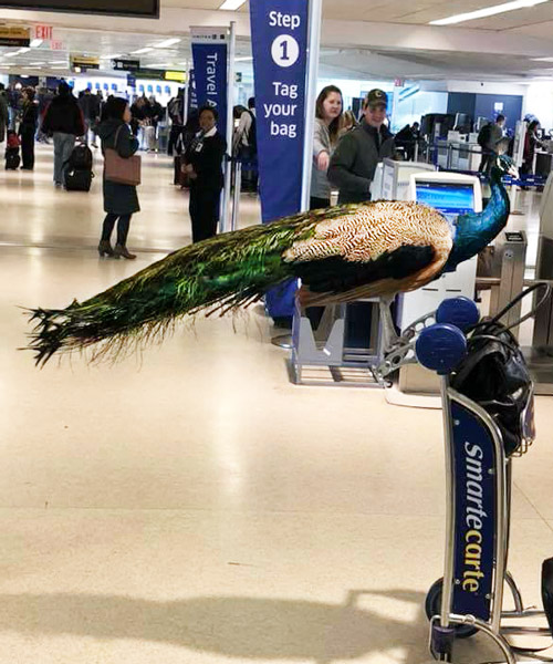 the 'emotional support peacock' that was banned from united airlines has its own instagram