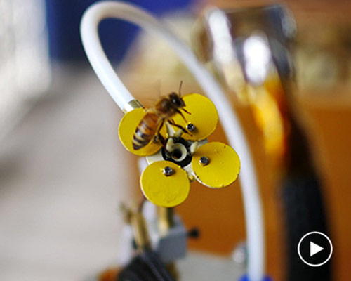 michael candy's synthetic pollenizer artificially pollinates bees