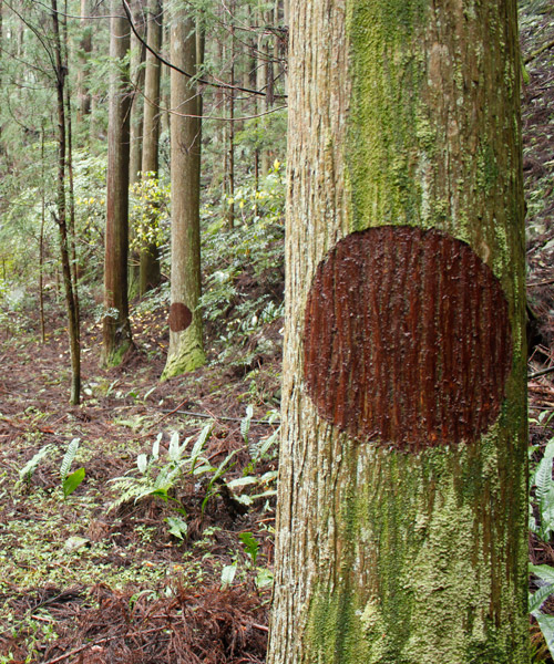 strijdom wan der merwe scratches circular shapes on trees in kamiyama