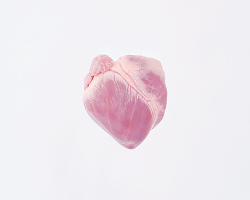 pastel-colored animal hearts poetically punctuate the beauty and complexity of the heart