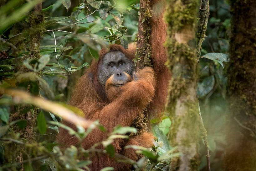 VHILS chisels endangered orangutan mural to raise awareness before it's ...