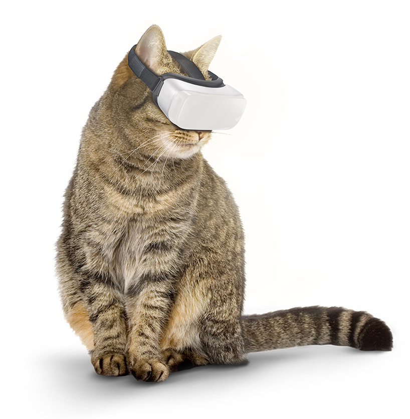 PVRR (pet virtual reality research) launches cat VR device