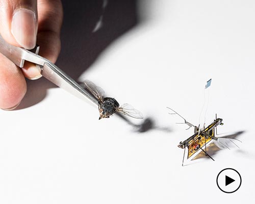 the first wireless flying robotic insect takes off powered by laser beams