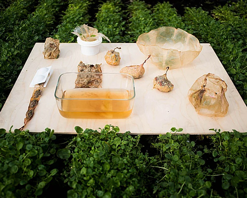 roza janusz's scoby is a packaging material that grows like vegetables