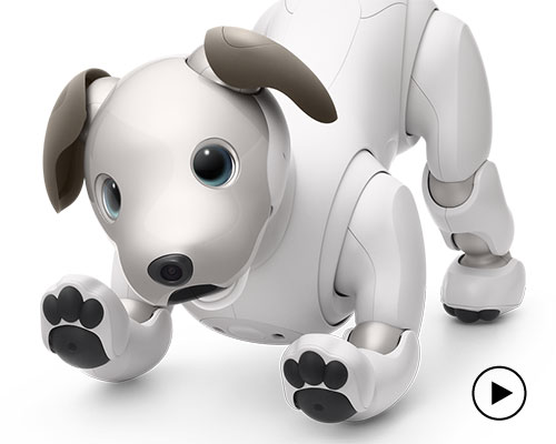 everything you always wanted to know about aibo but were too afraid to ask