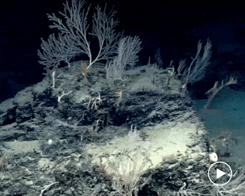 the gulf's secret garden of coral reveals surprises 1,000 years later