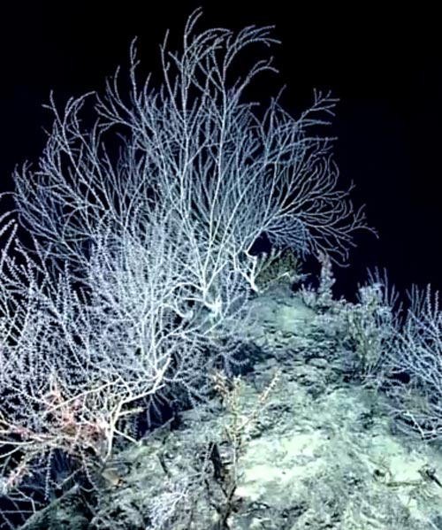 the gulf's secret garden of coral reveals surprises 1,000 years later