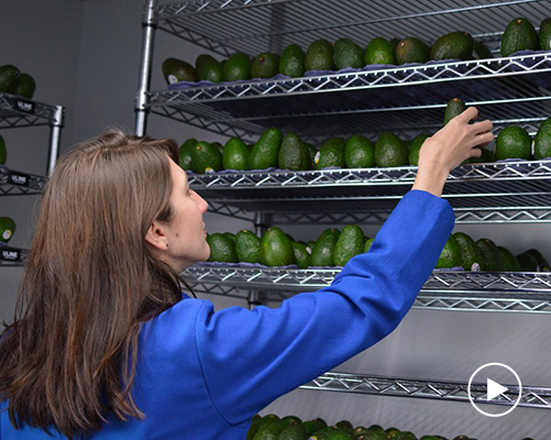 costco has debuted an edible coating giving your avocados twice as much life