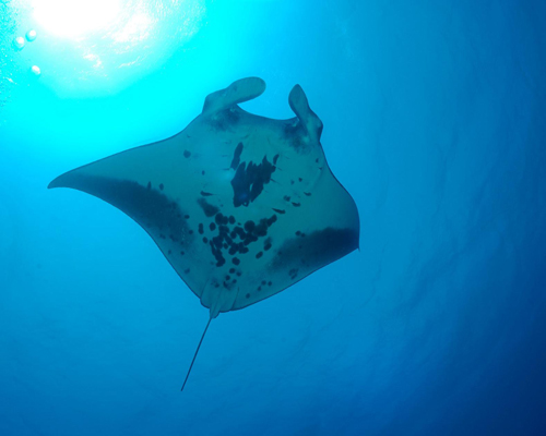marine biologist's discovery of a rare manta ray nursery could help protect species
