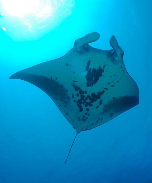 marine biologist's discovery of a rare manta ray nursery could help protect species