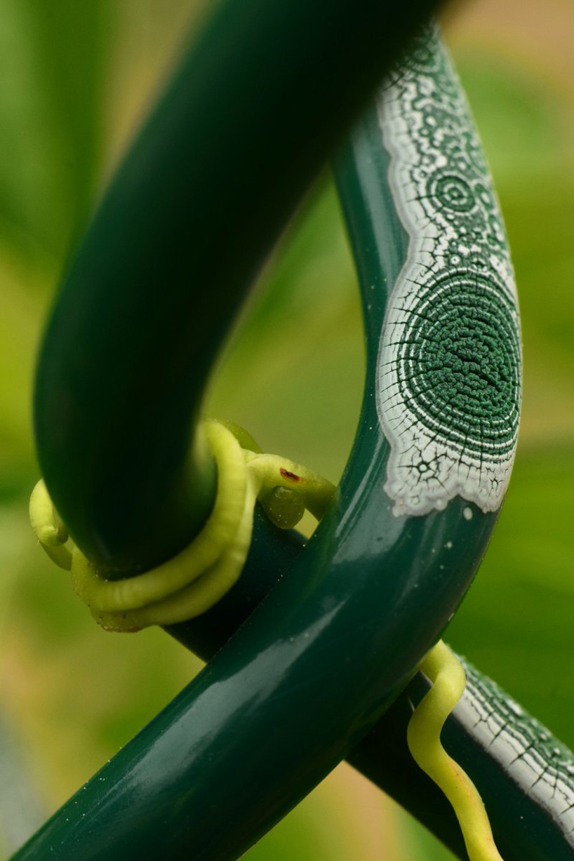 the art of nature captured in photographs of a weathering chain link fence
