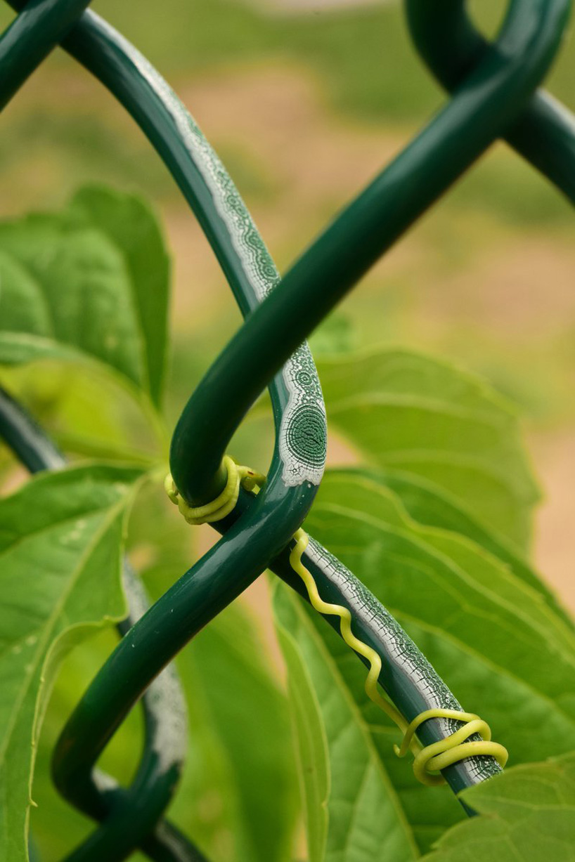 the art of nature captured in photographs of a weathering chain link fence