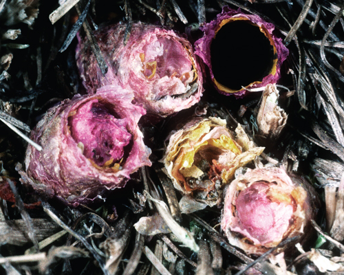 a special type of bee makes beautiful nests from flower petals