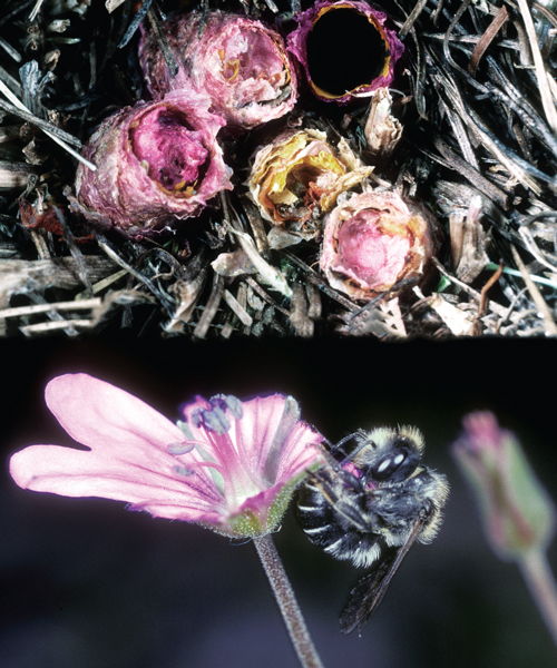 a special type of bee makes beautiful nests from flower petals