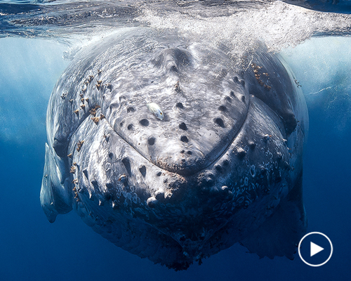 designers create robotic devices to help animals survive extinction