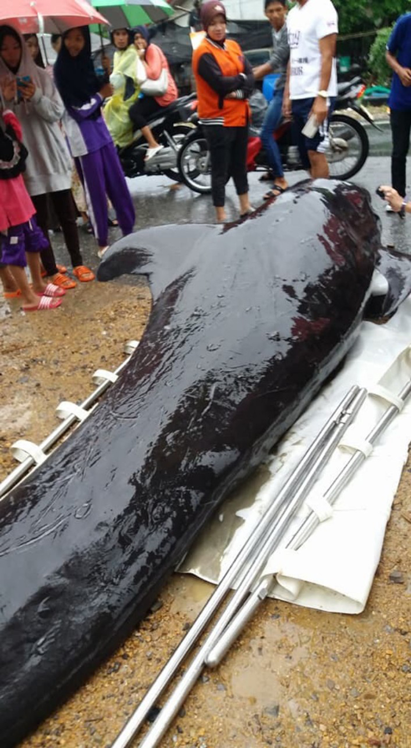 whale dies in thailand after eating more than 80 plastic bags