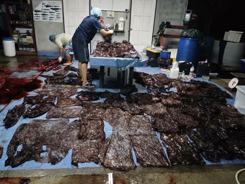 whale dies in thailand after eating more than 80 plastic bags