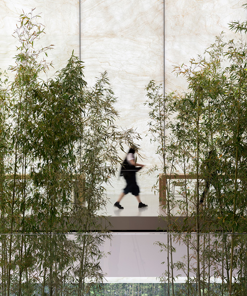 bamboo plants pierce apple store atrium in macau by foster + partners