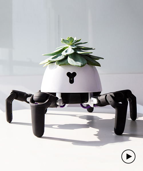 HEXA the six-legged robot plant chases the sun to look after its succulent