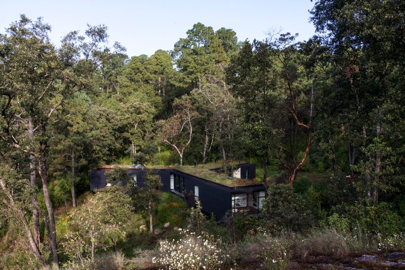 cadaval & solÃ -morales' residence exists in perfect symbiosis with its mexican forest surroundings