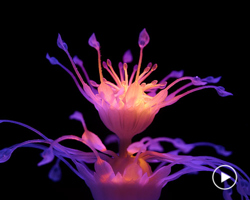 tangible animation: nicole hone brings objects to life with 4D multimaterial printing