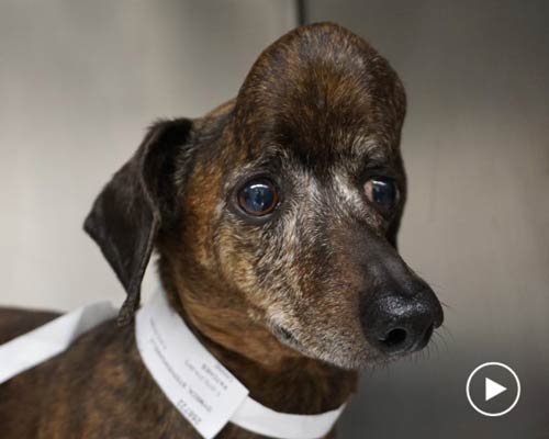 veterinarians 3D-print a piece of a skull for a dachshund with cancer