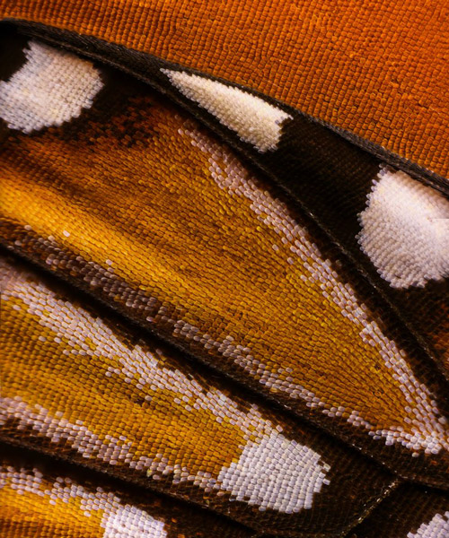 macro photography discovers detailed patterns of butterfly wings shot by chris perani