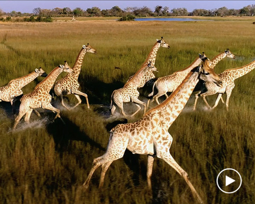 'a guardian' film shows how drone technology can save animal lives in africa
