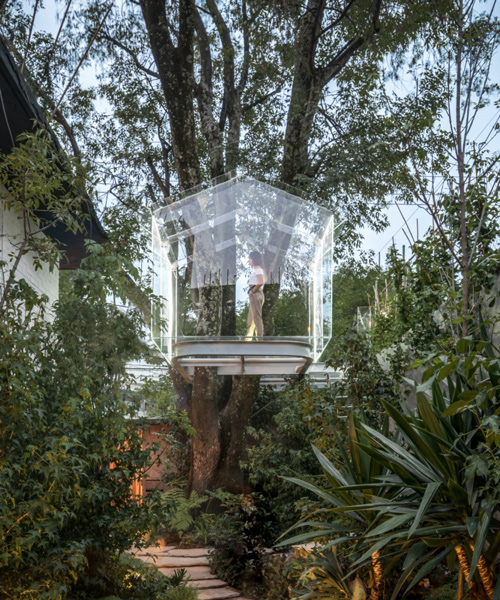 this transparent glass treehouse in mexico city sits above its own micro forest