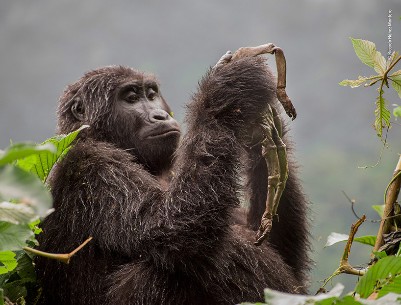 Wildlife Photographers Of The Year Are Proving How Extraordinary Earth Is