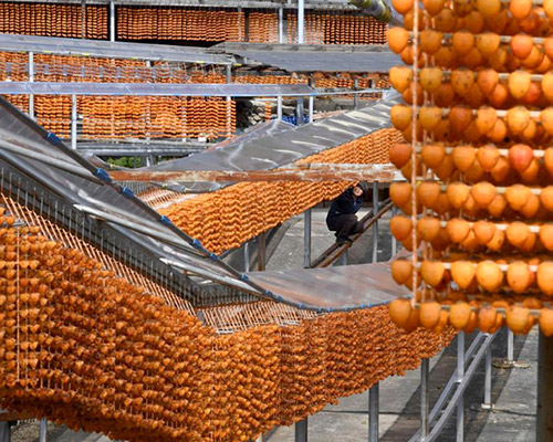 persimmon drying season in japan looks like christo and jeanne-claude’s the gates installation