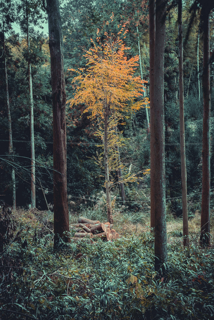 steve roe kyoto photography