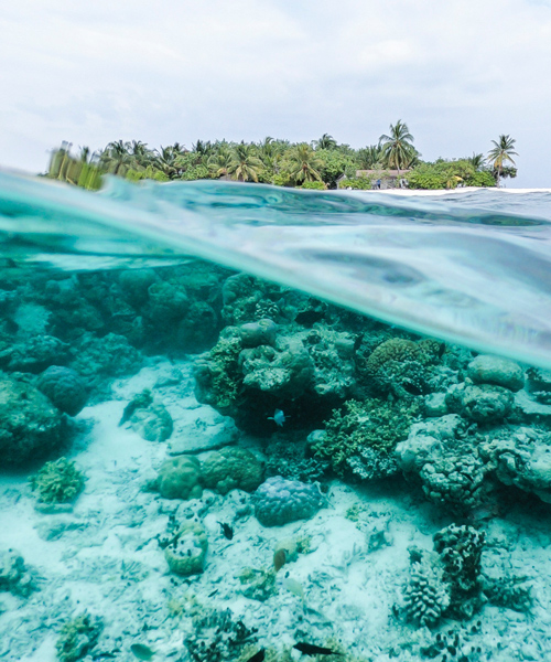 toxic sunscreen damaging coral reefs to be banned in pacific island