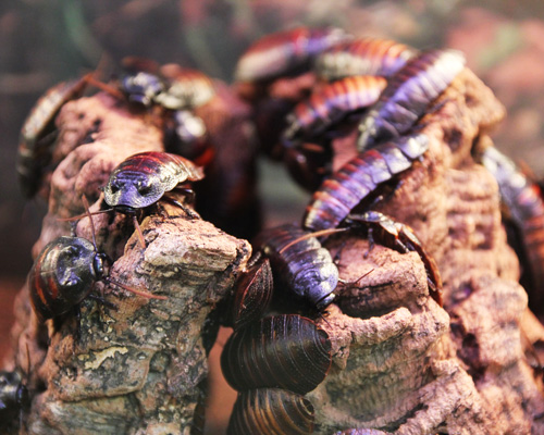 china breeds super cockroach to eat away 50-tonne-a-day waste problem