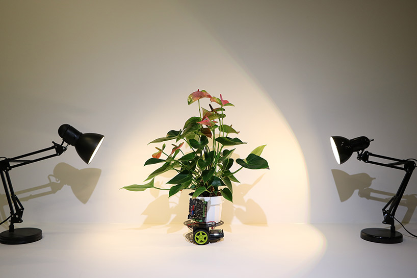 meet elowan, a plant-robot hybrid that knows where the light is designboom