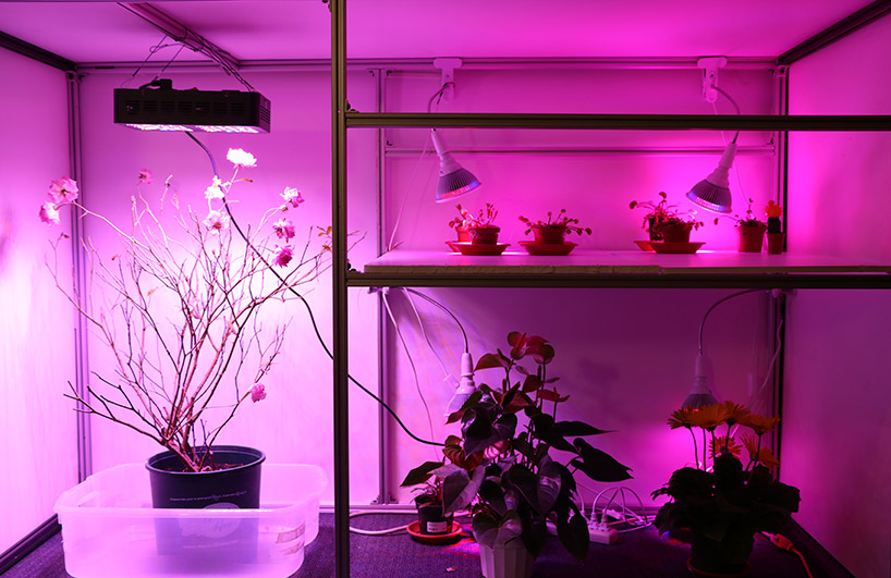 meet elowan, a plant-robot hybrid that knows where the light is designboom