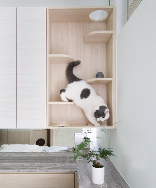 sim-plex creates 'pets playground' apartment for couple with cats in hong kong