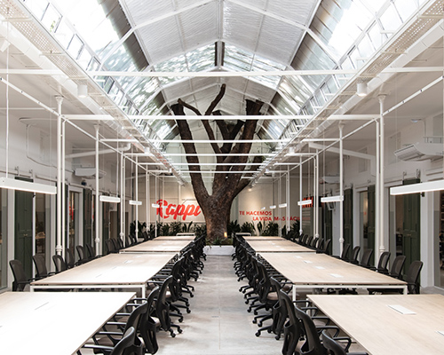 trees grow through a renovated working space in buenos aires