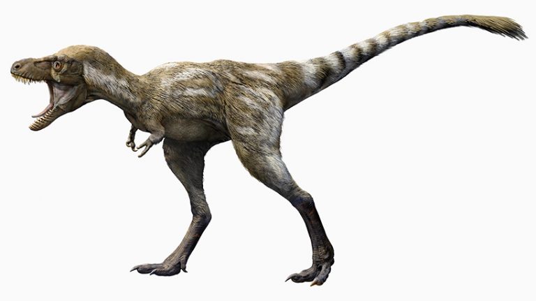 t-rex had feathers!? and other surprising facts about the popular predator