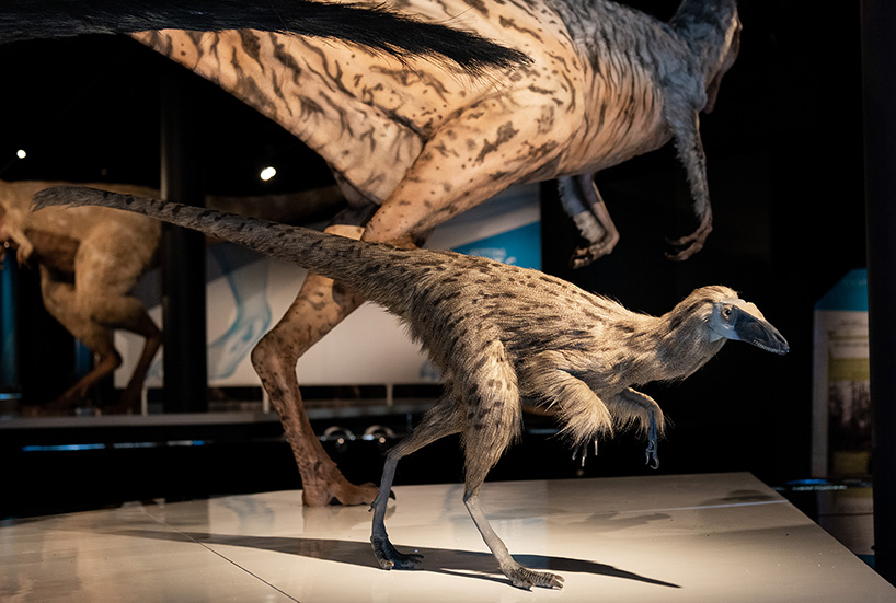 trex had feathers!? and other surprising facts about the popular predator