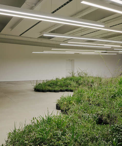linda tegg plants a field of wild grasses inside jil sander's HQ for milan design week