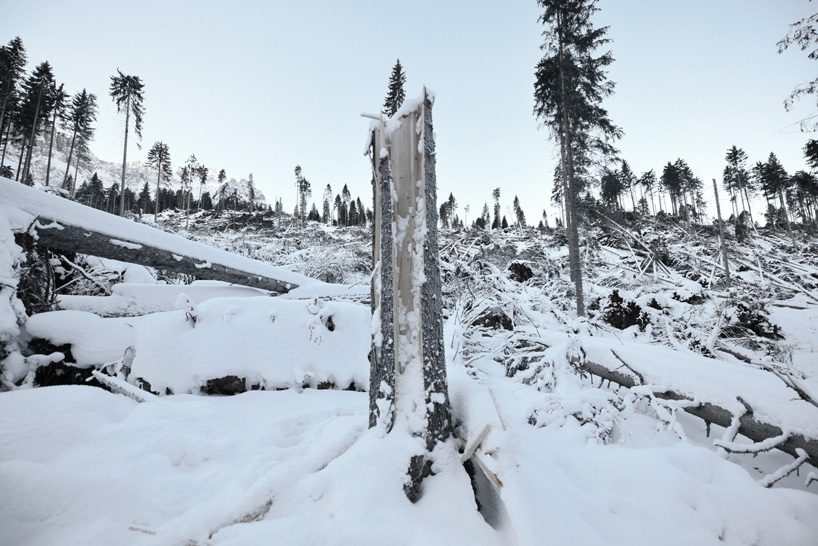 piuarch pays tribute to stradivari's lost forest with installation at the university of milan