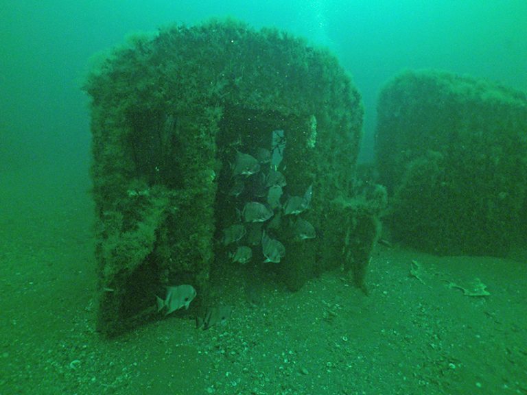 2,500 decommissioned train cars became artificial reefs in atlantic ocean