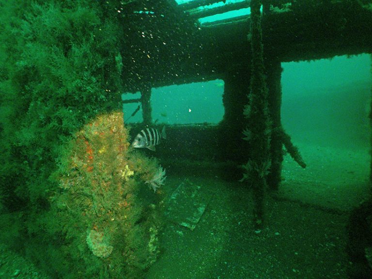 2,500 decommissioned train cars became artificial reefs in atlantic ocean