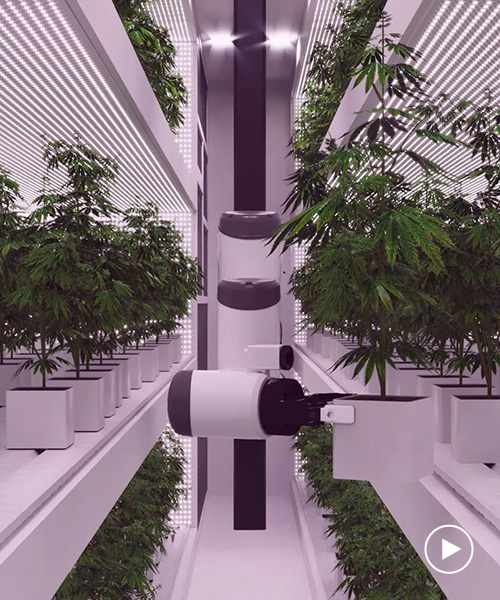 automated cannabis farm employs robotic arms and AI to help marijuana industry grow
