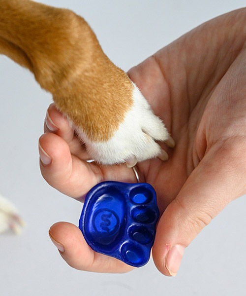 custom insoles for dogs use digital mapping technology to achieve 'paw-fect' fit