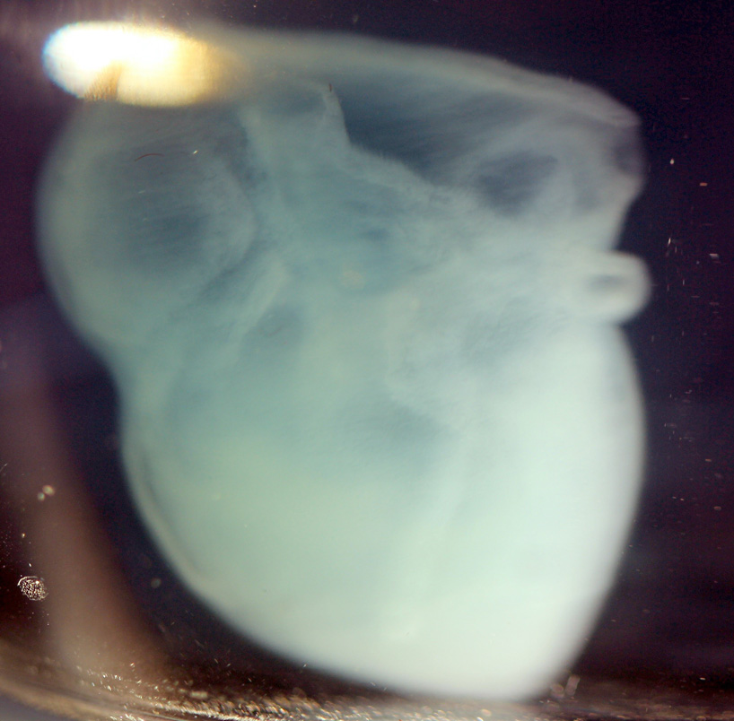 Scientists Make World S First 3d Printed Heart Using Human Cells