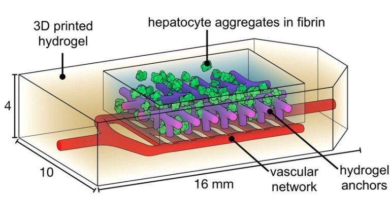 bioengineers create 3D printed 'breathing' organ with complex vascular ...