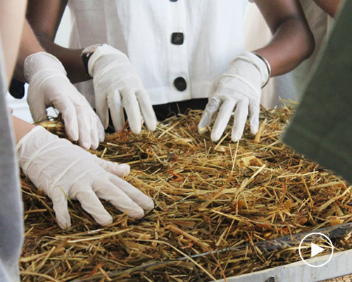 critical change explores using mushroom mycelium as a homegrown insulation material